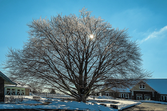 Icy Copper Beach Tree (Chester County, PA)