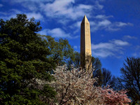 Washington Monument with Wispy Blossoms
