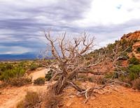 Canyonland Driftwood