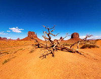 Monument Valley Driftwood