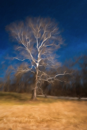 Hibernia Park Tree (Chester County)