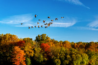 Geese in Flight (French Creek, Chester County PA)