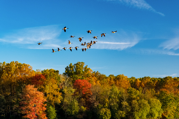 Geese in Flight (French Creek, Chester County PA)