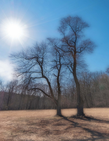 Hibernia Trees