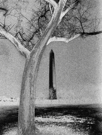 Tree over Washington Monument (B&W)