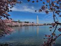 Cherry Blossoms - Washington D.C.