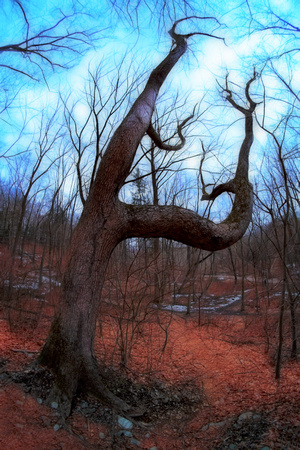 Spooky Tree (Chester County, PA)
